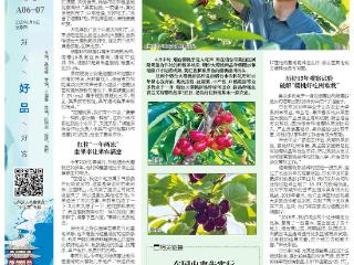 好山东|一口咬下“冰糖脆”，樱桃新贵烟樱15、烟樱17来了