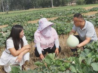 郓城县黄泥冈镇：地头采摘即加工 葫芦变身致富“金条”
