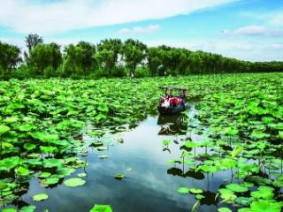 2025池杉湖湿地荷花节启幕