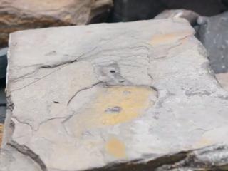 走进贵州的地质公园③｜穿越三叠纪：关岭化石群国家地质公园