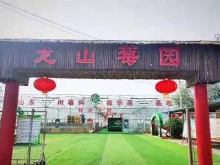 龙山小树莓 全国大市场