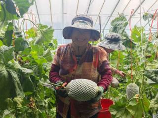 大羊镇：加茬蜜瓜喜丰收 秋茬种植两不误