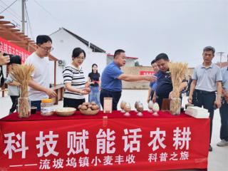 阳信县流坡坞镇带你走进“黑小麦丰收”科普之旅