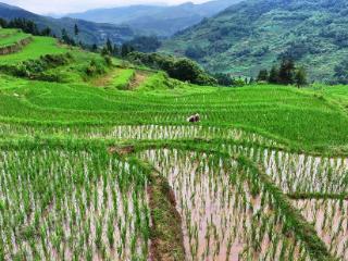 发仲梯田：是自然馈赠的梦幻画作，也是大地写给群山的诗行