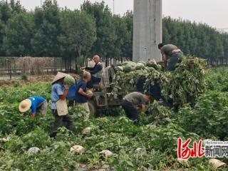 唐山开平：周赵庄村的西瓜熟了