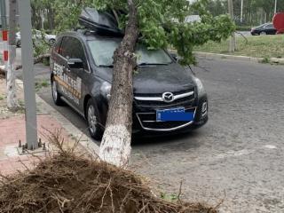 情报站丨大树砸车索赔难，记者帮办后车主终提车并获补偿