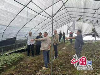 湖南永顺三坪村：村民跨省取经 发展中药种植