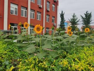 淄博市高青县常家中心小学劳动实践基地向日葵花向阳开