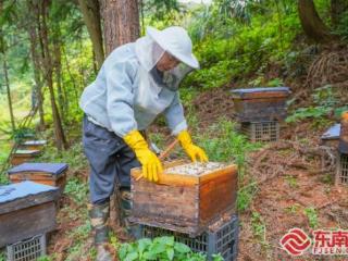 三明泰宁：向林下要效益 为增收添活力
