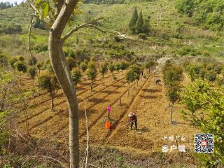 林场林下种白芨 开辟增收新路径