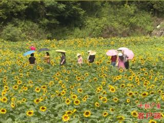 油葵花向阳而开！来方滩乡赴一场盛夏之约