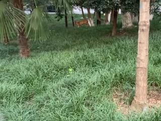 野生小麂再次现身合肥环城公园，目击者称其后腿受伤
