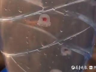 青岛海边出现粉色小水母！专家：为灯塔水母，不建议手碰