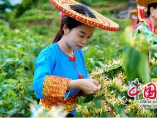 中国金银花之乡：金银花铺就金色振兴路(图)