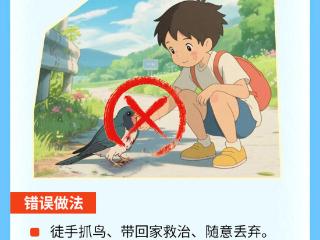 一图读懂|守护蓝天精灵，路遇野生鸟千万别去碰