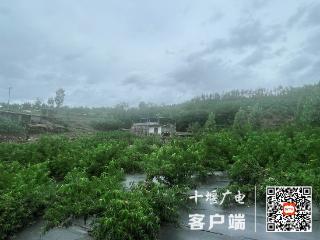 《920希望的田野》| 满园桃香迎客来，土专家种出“黄金桃”，年入200万！