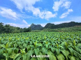 铜仁江口明星村：党建引领火了产业富了民