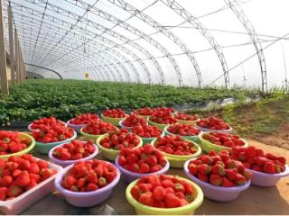 农发行山东省分行：金融赋能添翼 助力邹平果业振兴