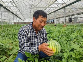 湖北应城：“金叶”助农，“瓜”分甜蜜