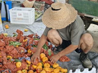 徐州贾汪桃产业“甜蜜”升级 俏销高端市场