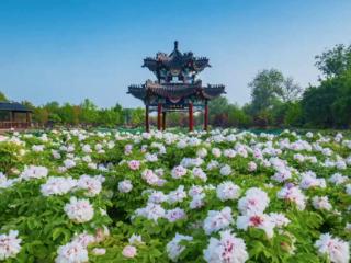中国之城｜山东菏泽：黄河花语 水韵花城
