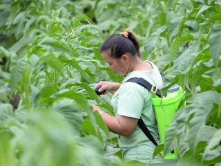 毕节赫章：打顶抹芽 确保烟草质量