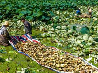 庐江县3万亩花香藕渐次成熟