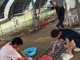 萧县新农人土里掘“金”有新招：养殖金蝉