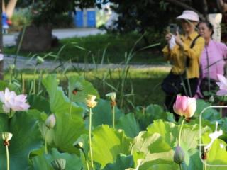淮南：一池荷花绽放，吸引游人观赏（图）