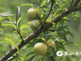 双认证赋能 平塘天眼蜂糖李品牌价值倍增闯市场