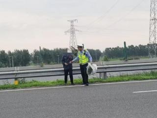 惊险！老人中央隔离带挖野菜 民警及时处置除隐患