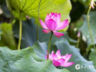 【高清组图】贵州从江：盛夏侗寨荷花香