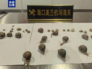 严防有害生物入侵 海口海关查获进境“异宠”活体蜗牛