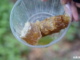 我家有片“林”｜一滴蜜，酿出年2500斤丰收