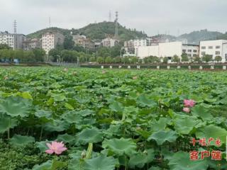 太极湖新区水域生态治理绘就诗意画卷：水清鹭翩跹，荷香引客来