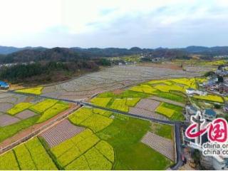 五里坪村发展路径：产业富民 从单打到百花齐放