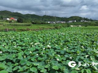 播州区荷花盛放 解锁夏日乡村游新热潮
