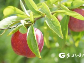 播州区茅栗镇：李子丰收工人采摘忙 产业振兴促共富