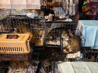490余只小猫贵阳获救！目前已分流安置到多家宠物医院