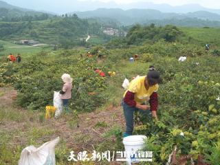 【在希望的田野上·三夏时节】贵定乐邦村：金银花开出“金银”来