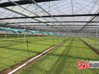 张家口学院师生走进沽源县小河子乡特色农业基地开展研学活动