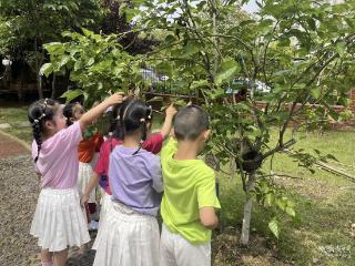 桑葚树下的成长课 薛峰幼儿园创新自然教育实践