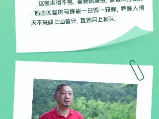 山间有来信｜青山酿蜜 林海生金