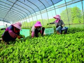 采收鲜蔬保供市场