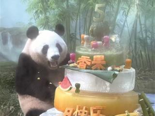 专门准备了五层冰蛋糕 大熊猫“香果”5岁生日快乐
