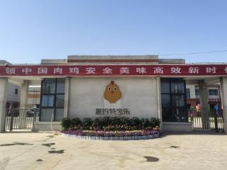 了不起的中国创造丨成武：一只“智慧鸡”的蜕变之旅，开启“智造”新时代