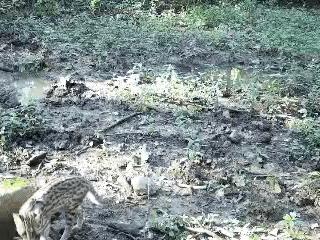 红外相机立功 豹猫重现赛武当自然保护区