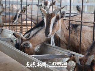 从“养羊难”到“钱景旺”！黔北麻羊撬动上亿产业链