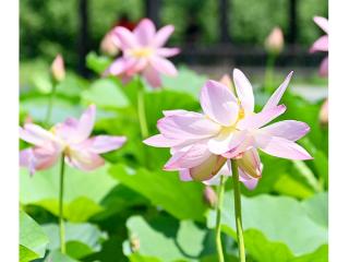 今日小暑，“烧烤”模式开启