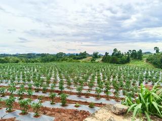 工行兴义城区支行金融“活水”精准滴灌辣椒种植产业链